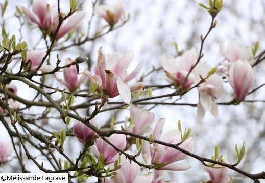 Photographie d'un Magnolia