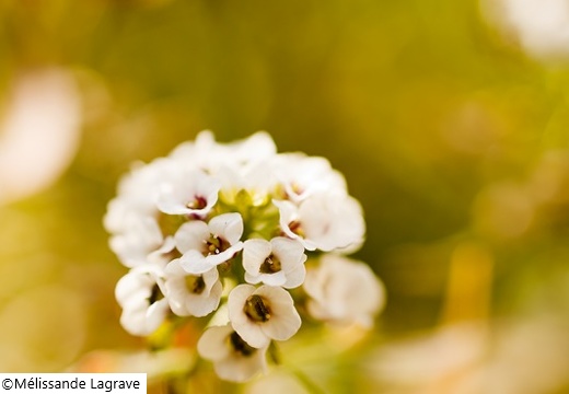 Photographie d'une fleur blanche