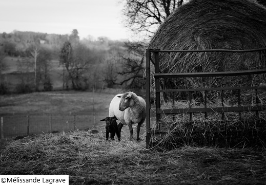 Photographie d'une brebis et son agneau