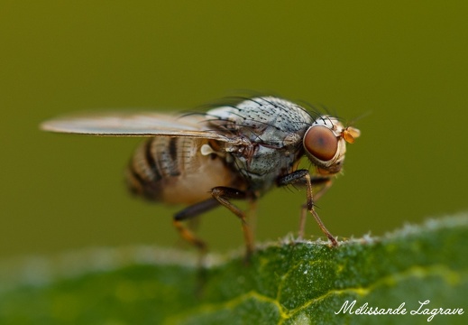 Photographie d'une mouche