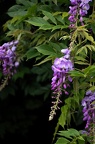 Glycine