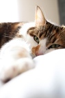 Photographie de chat