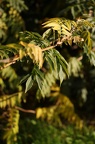 Glycine