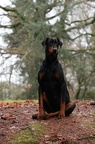 Photographie de Chien Doberman