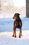 Photographie de Doberman dans la neige.