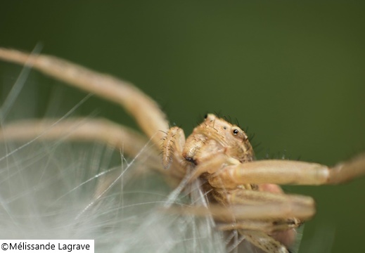 Photographie d'une araignée