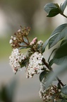 Photographie de fleurs blanches