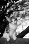 Photographie d'un chaton