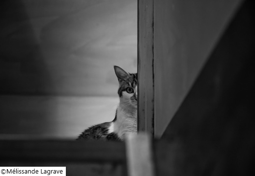 Photographie d'un chat en noir et blanc
