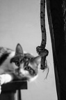 Photographie d'un chat