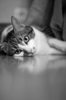 Photographie de chat