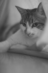 Photographie de chat