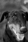 Photographie de Doberman