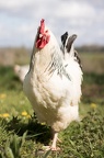 Photographie d'un coq "Sussex"