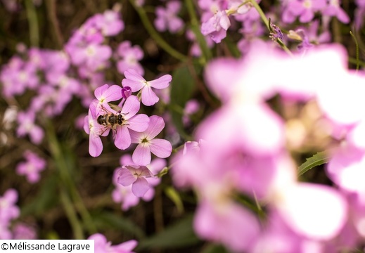 Photographie d'une abeille