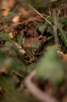 Photographie d'un crapaud