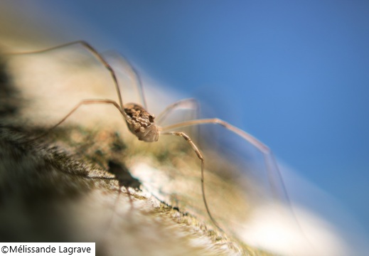 Photographie d'une araignée