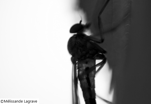 Photographie d'un insecte