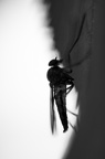 Photographie d'un insecte