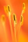 Macrophotographie d'étamines d'hémérocalle