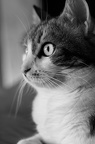 Photographie de chat