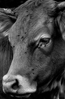 Photographie d'une vache Limousine