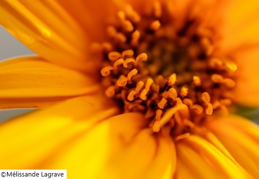Photographie d'une fleur de Topinambour