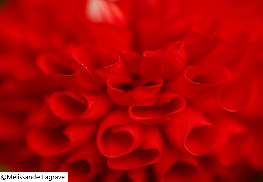 Macrophotographie d'un Dahlia rouge