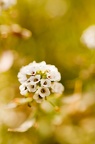 Photographie d'une fleur blanche