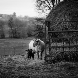 Noir et blanc