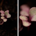 Diptyque photo d'un chou rouge