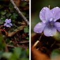 Diptyque photo d'une violette sauvage