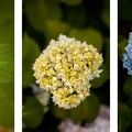 Triptyque photo Hortensias