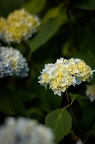 Photographie d'hortensias