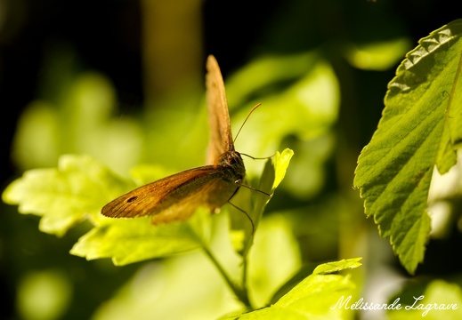 Photographie de papillon