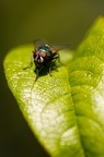 Photographie d'une mouche