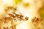 Insectes